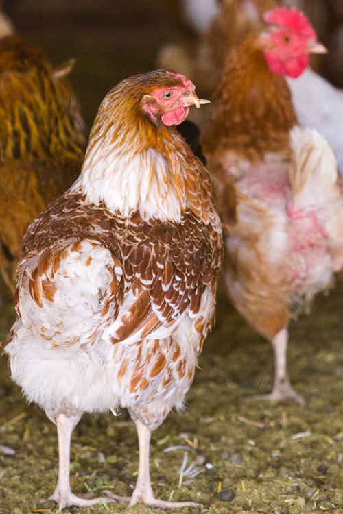 chickens1