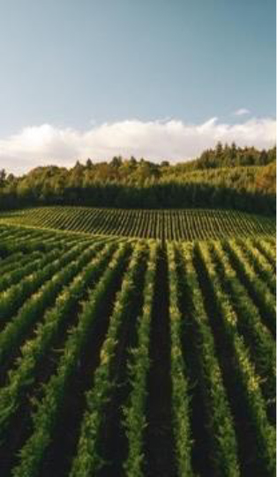 crops