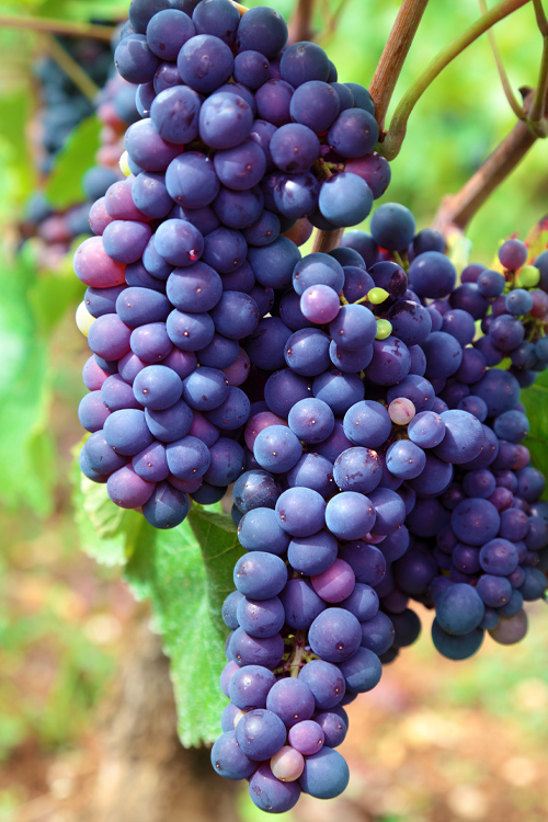 grapes1