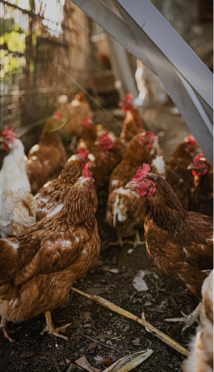 livestock