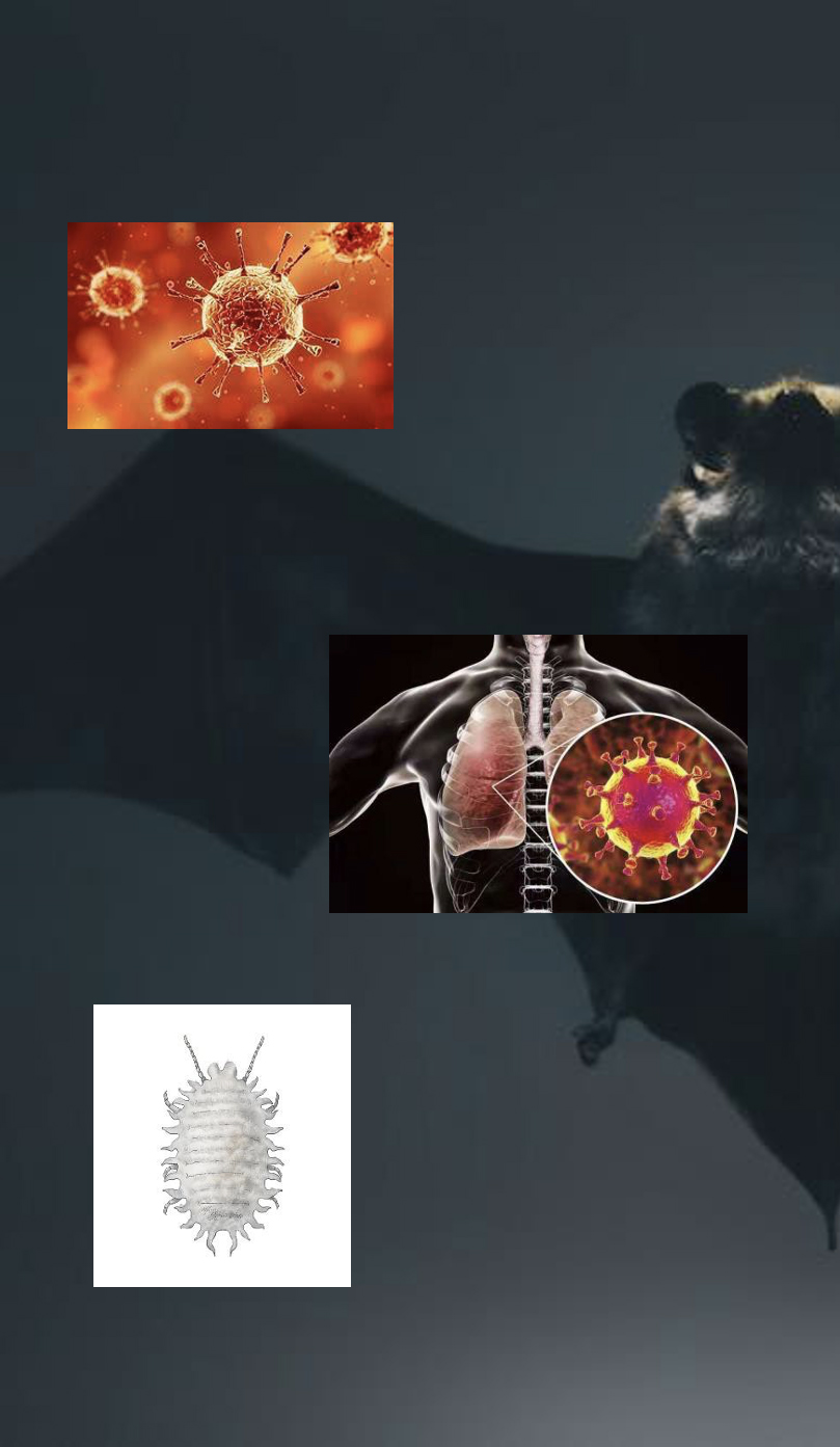 Zoonotics